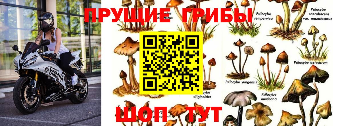 Псилоцибиновые грибы GOLDEN TEACHER  Вход с VPN  Галлюциногенные грибы мухоморы  Лобня 